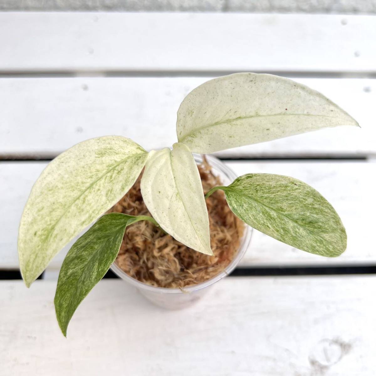 観葉植物br/超絶希少br/モンステラbr/ラニアタbr/斑入br 観葉植物br/超絶希少br/モンステラbr/ラニアタbr/斑入br