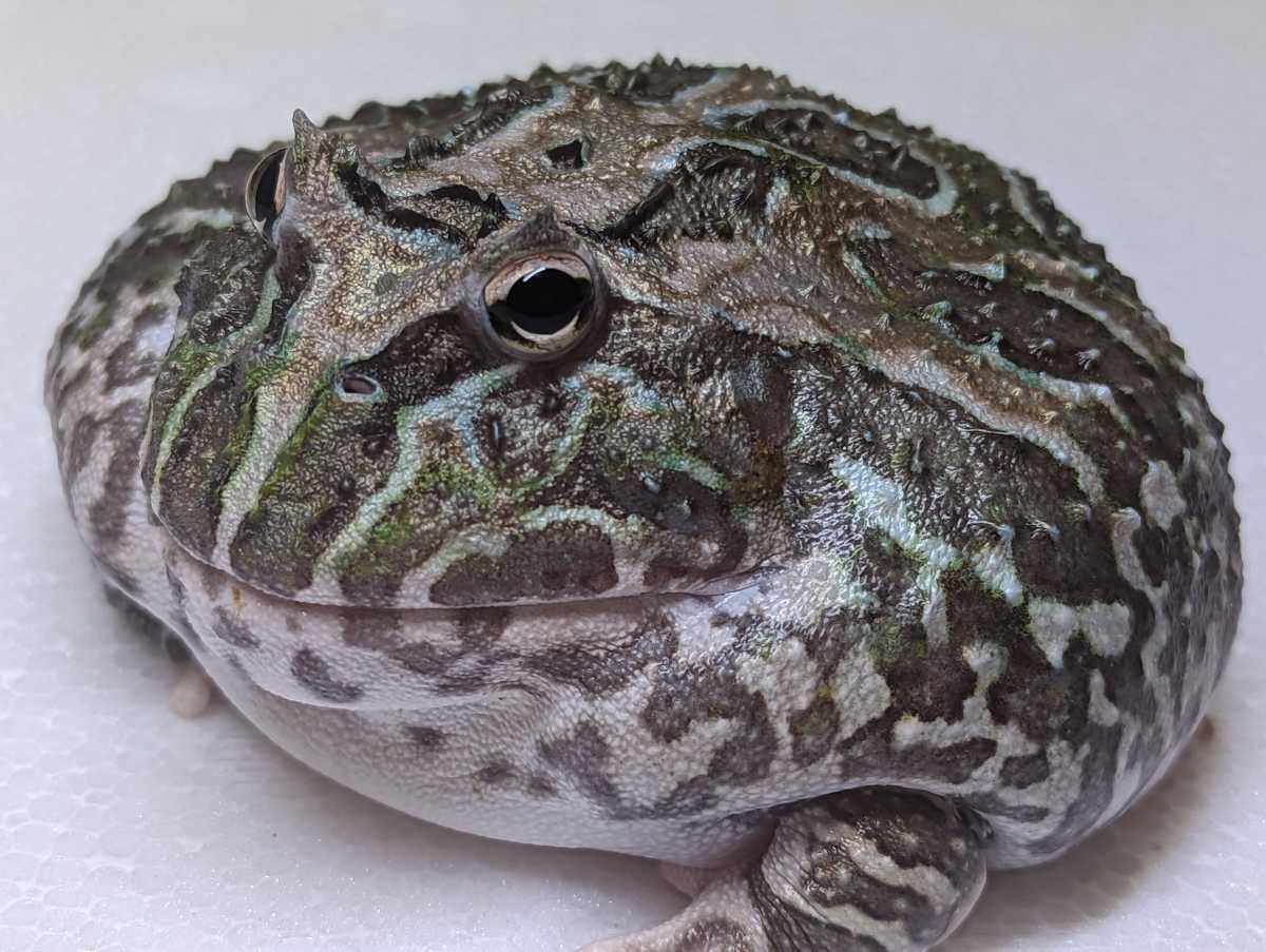 造幣局製 SILVER 盃 銀杯 209.0g