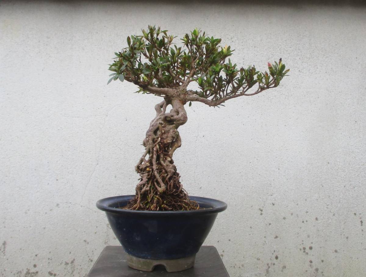 小品盆栽 人気品種 サツキ 碧空皐月 柴勝鉢