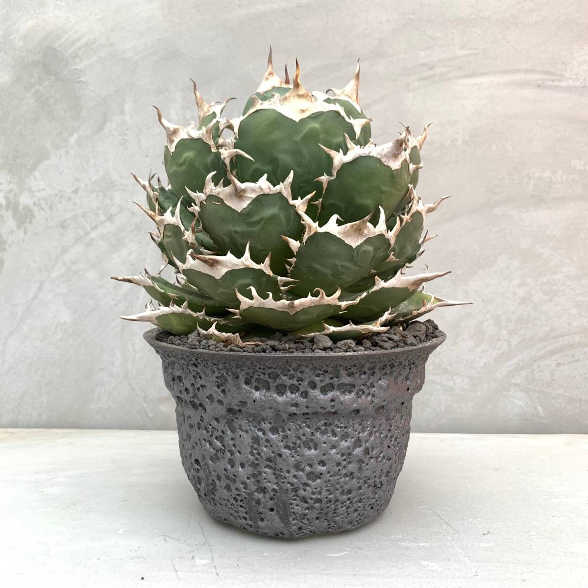 2/27中最終SALE】 Agave titanota 白鯨 アガベ