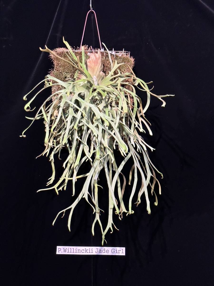 P.willinckii Jade Girl spore19 【公式通販】