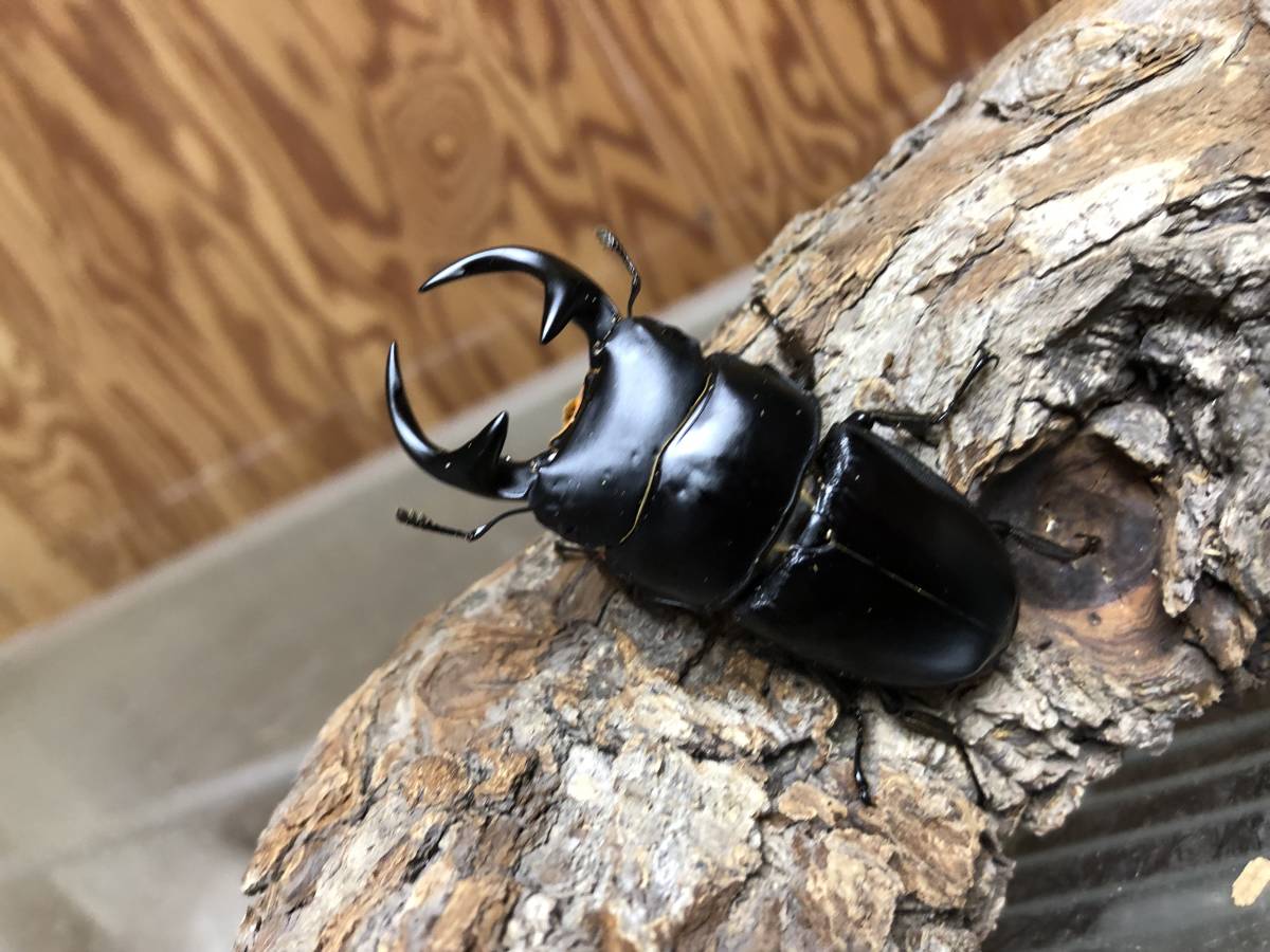 工場 ◇貴重!WF1 滋賀県／国産オオクワガタ 新成虫ペア◇ ◇貴重!WF1