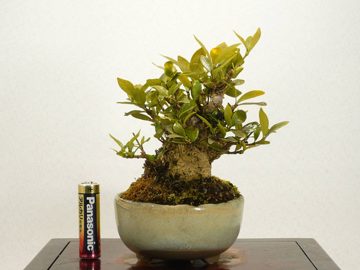 雑木・盆栽 】 盆栽 小品盆栽 ミニ盆栽 花物盆栽 厳選盆栽素材