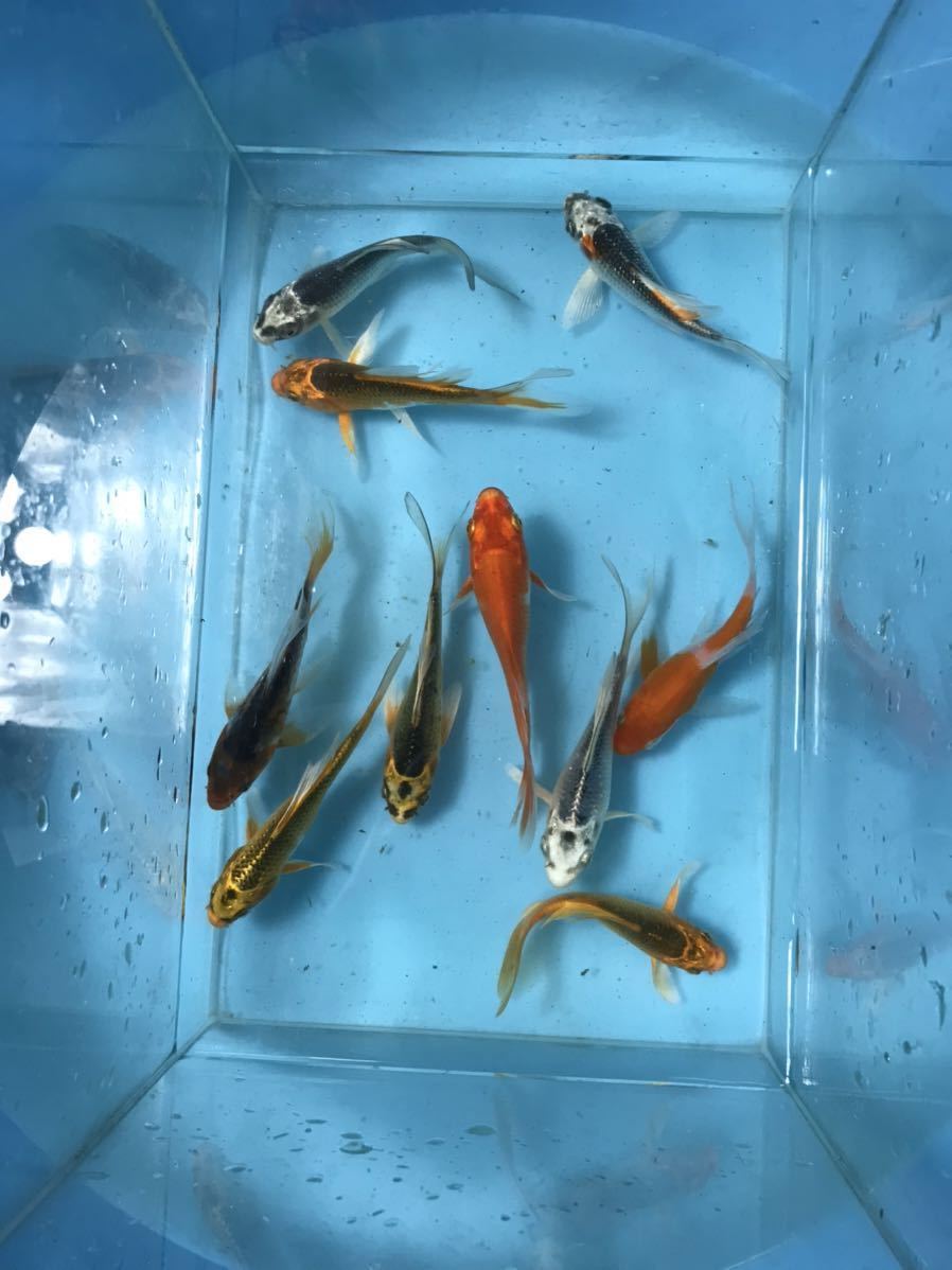 ヒレナガ錦鯉 50匹 ヒレナガ鯉 錦鯉 ヒレナガゴイ ヒレ長