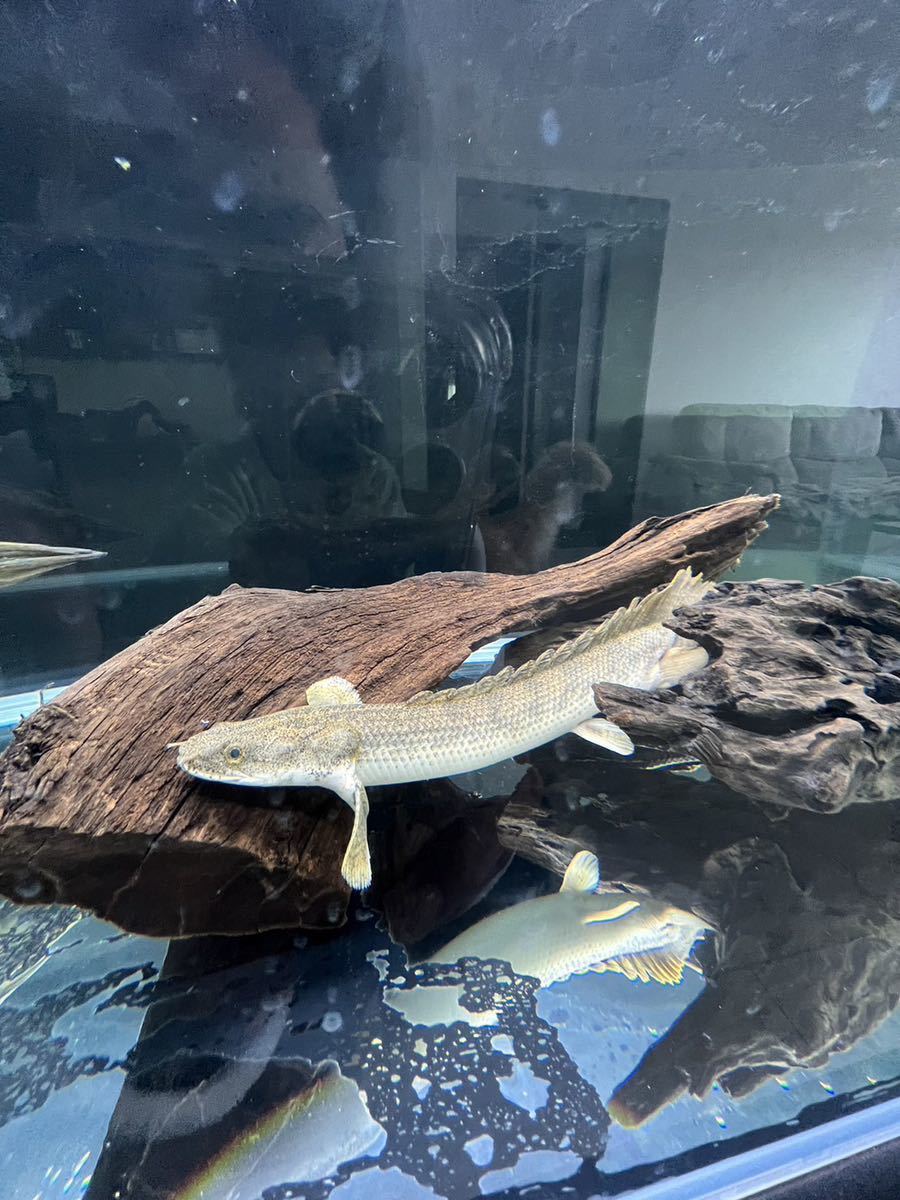 ポリプテルスアンソルギー ポリプテルスエンドリケリー・コンギクス 2