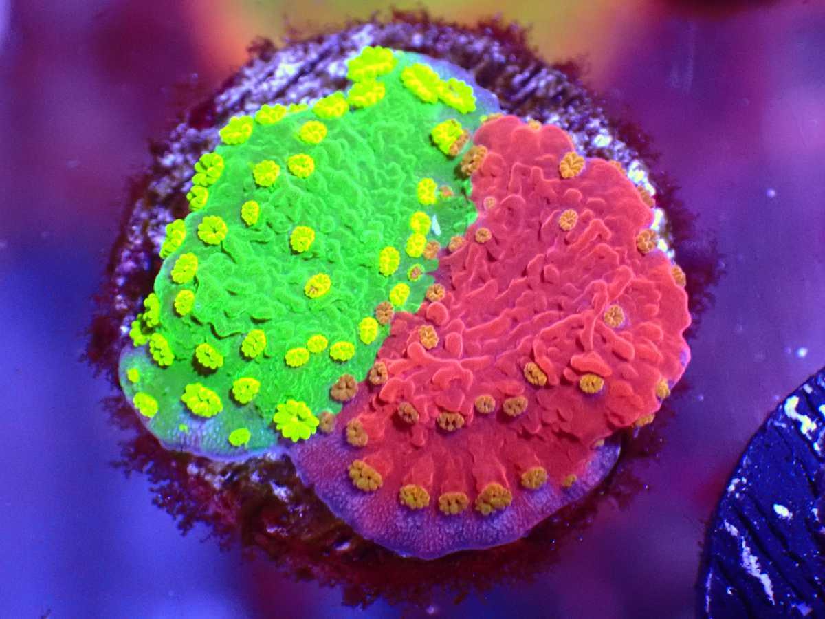 ３.グラフテッドモンティポラ　graphtedmontipora（フラグ） 3.グラフテッドモンティポラ graphtedmontipora（フラグ）