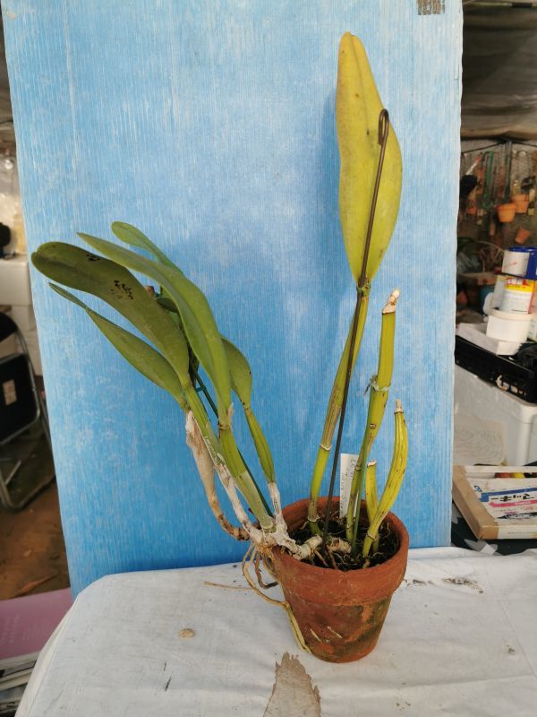 CI344 時代物【藤田造】松毬摘霰地紋寸筒形鉄瓶・松笠摘霰紋寸筒形鉄瓶・筒型鐵瓶・鐵壺 重量2.2kg