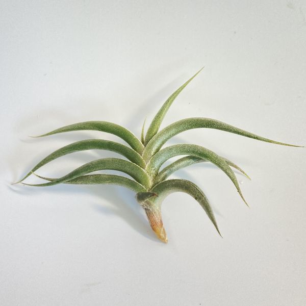 0908】ティランジア ギリエシー ミノールTillandsia gilliesii forma ...