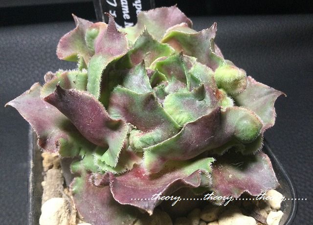 未使用】☆レアな多肉植物レアなセンペルビウム 大きなFame Monstrose