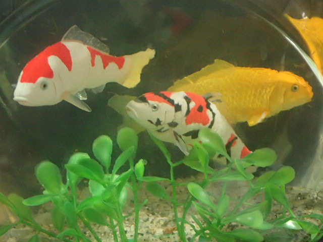 錦鯉 魚 3匹セット