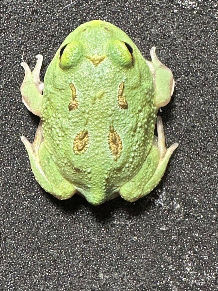 Bears Frog】極美個体！！クランウェルツノガエル レモン フル