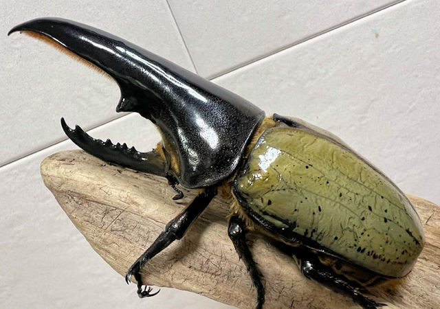 ハーキュリー血統証明付 2令幼虫 郵送しません‼️ ハーキュリー血統証明付 2令幼虫 郵送しません‼️