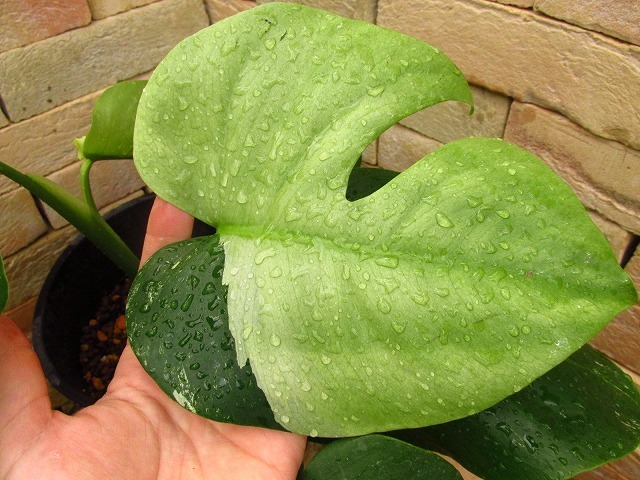 モンステラ ボルシギアナ セブブルーミント ミント 斑入り