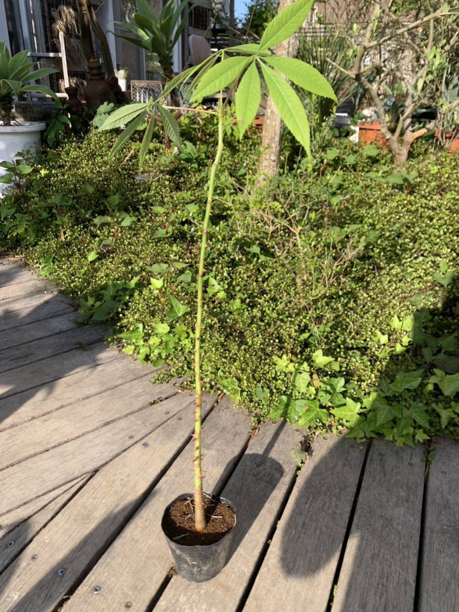 酔っ払いの木 トックリキワタ パラボラッチョ トゲトゲ 鑑賞樹木 塊根植物