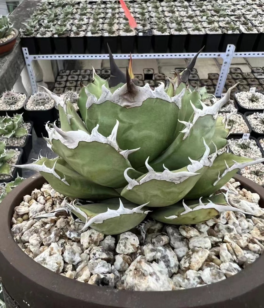 アガベ 白豪棘 龍球会OC子株 発根済み オテロイ | Heartplants
