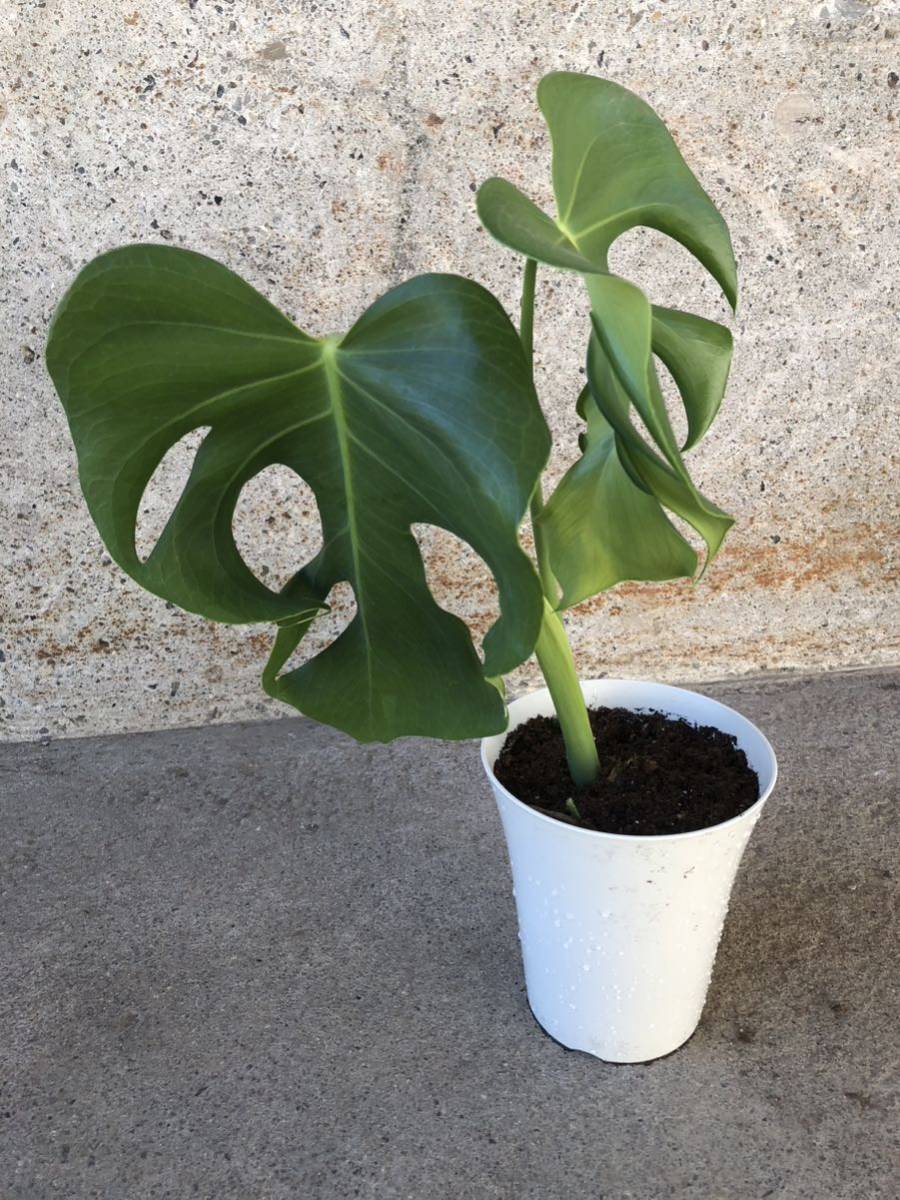 未使用】【1点限り】モンステラ デリシオーサ メデューサ／Monstera