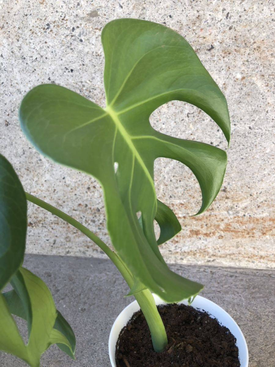未使用】【1点限り】モンステラ デリシオーサ メデューサ／Monstera