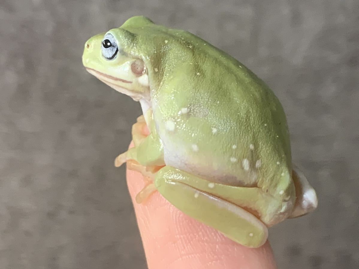 ◇ イエアメガエル ブルーアイ 人工餌OK 7〜7.5センチ ♀