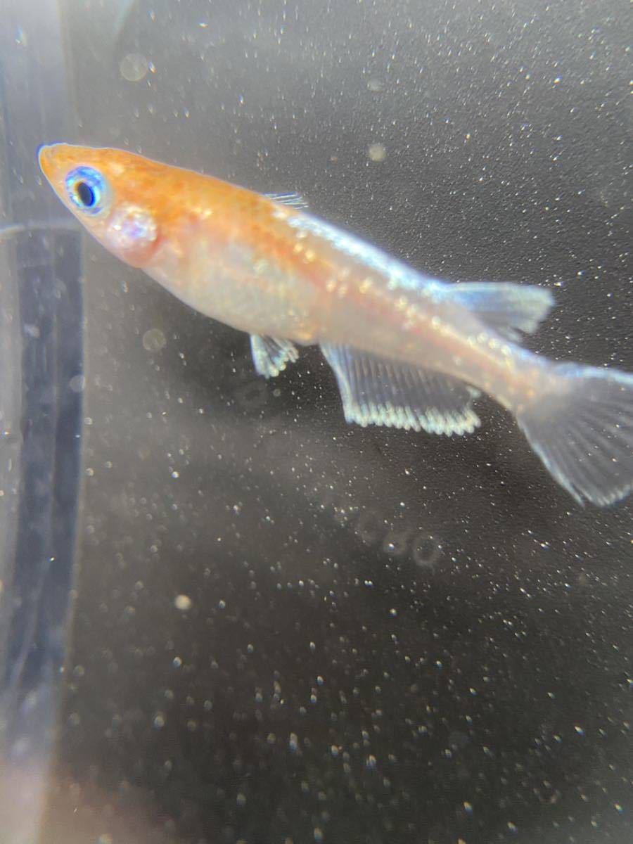 パイパン セーラー 