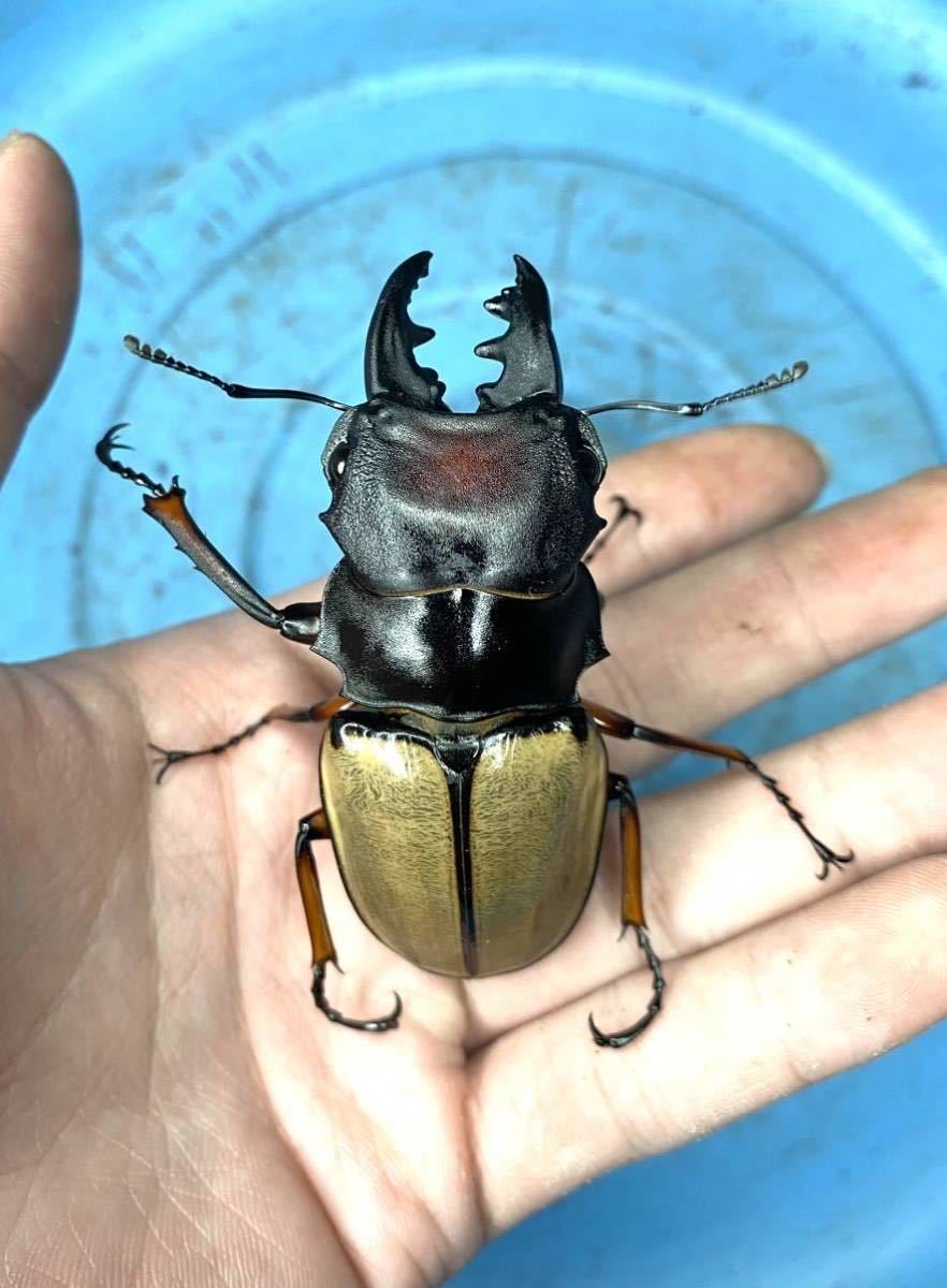 ≪　WILD！　ボルネオ便　フェモラリスオニツヤクワガタ　♀単品　≫ 2019,10⁄25 新着WILD 北ボルネオ便 フェモラリスツヤクワガタ No,1