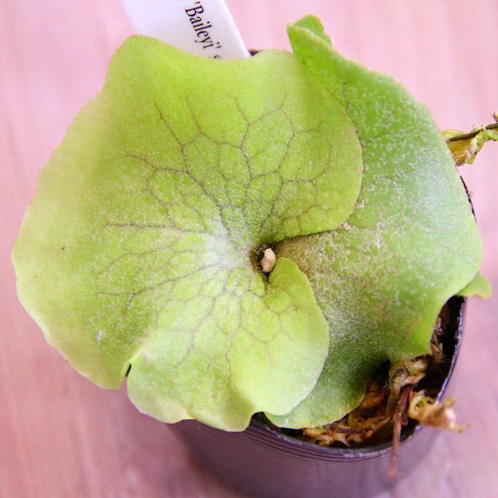 栃材 虎杢 平卓 花台 盆栽台 香炉台 肥松/欅／トチ栃/