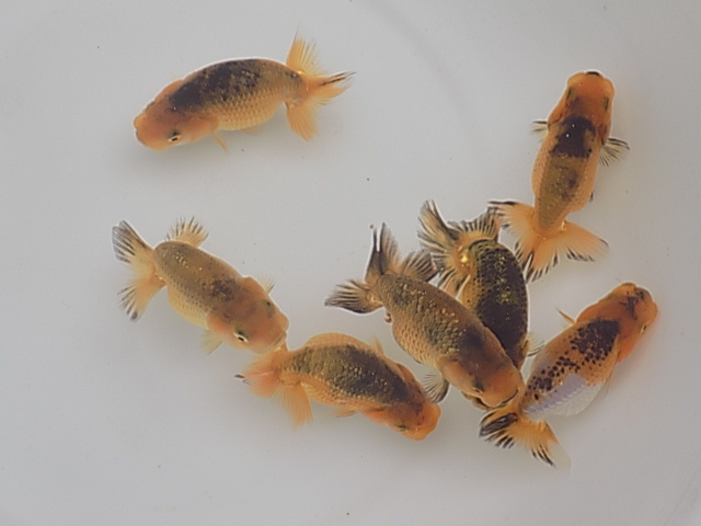 ＜GP＞上物・良頭・面被り更紗！宇野系らんちゅう　京都筋　当歳　１０cm　雌　動画　●　1（1～16）