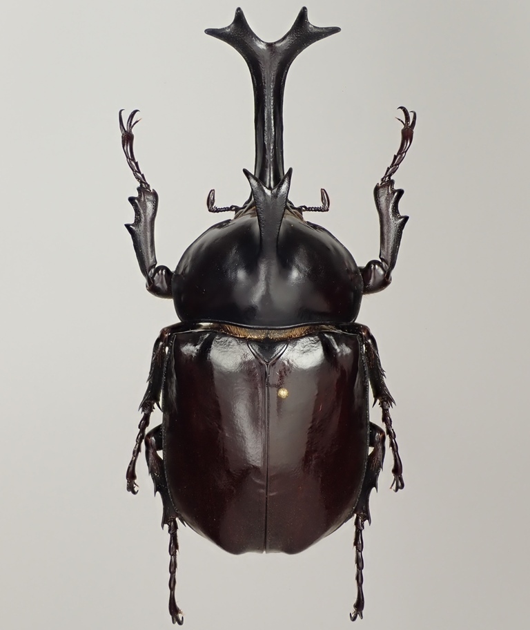 標本 タイワンカブト Trypoxylus dichotomus ♂86.5mm - dichotomus