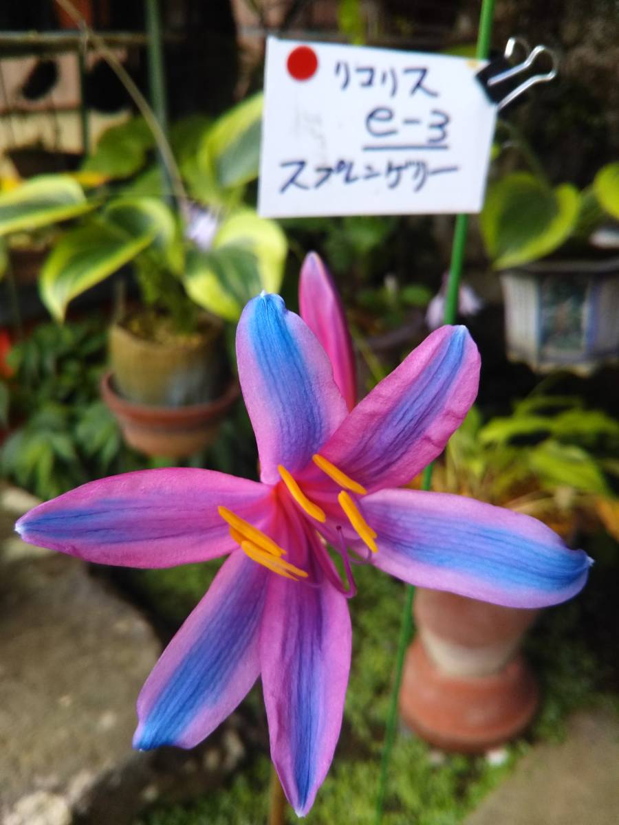 彼岸花 リコリス 山野草 園芸ネット本店｜ヒガンバナ（彼岸花