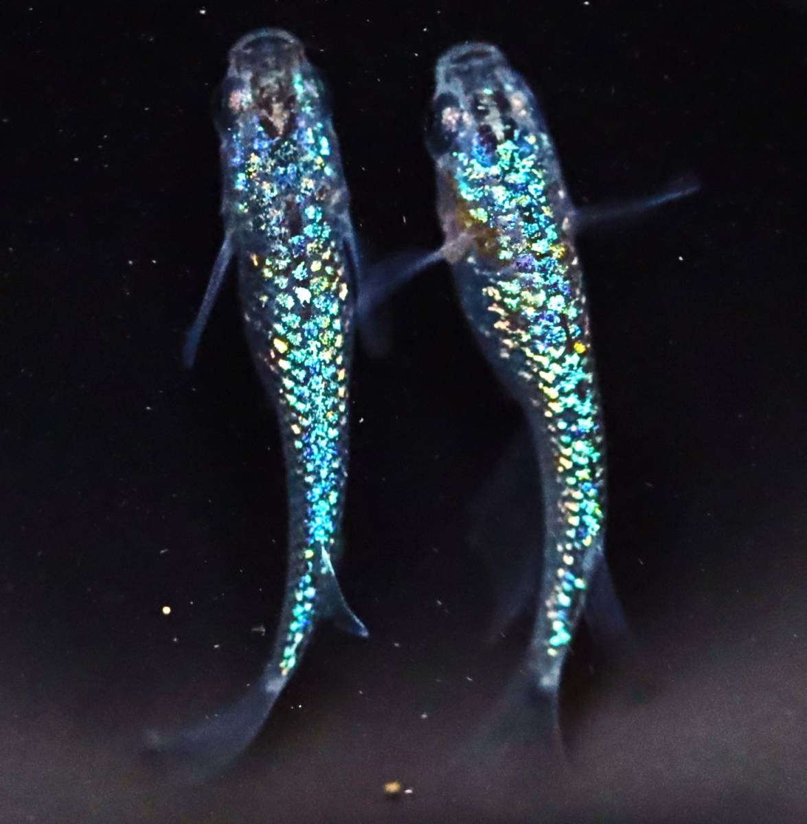 「マルハメダカ」 白勝ち三色ラメ雄2匹雌3匹 | 三色ラメ メダカ⁄美月〈ｵｽ1＋ﾒｽ2〉⁄めだか処 利久庵⁄生体