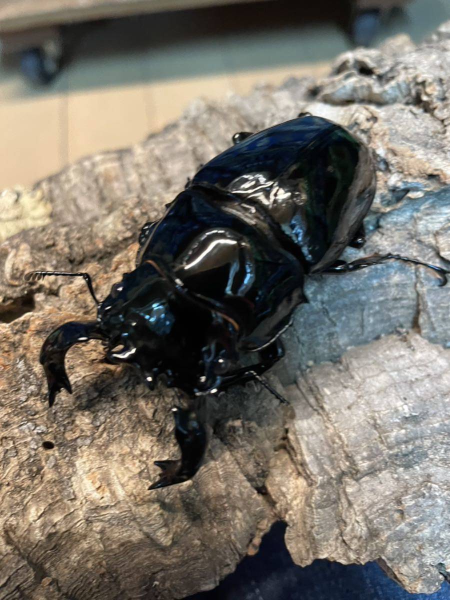 Aoi_Nepal】超大型血統 90mm×54mm タランドゥスオオツヤクワガタ 幼虫4