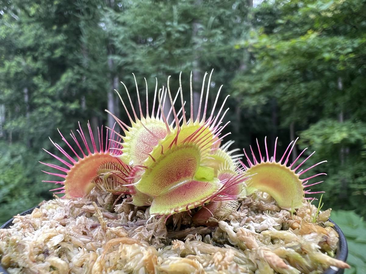 Dionaea muscipula ”Mr Black” MC ・食虫植物・ハエトリソウ