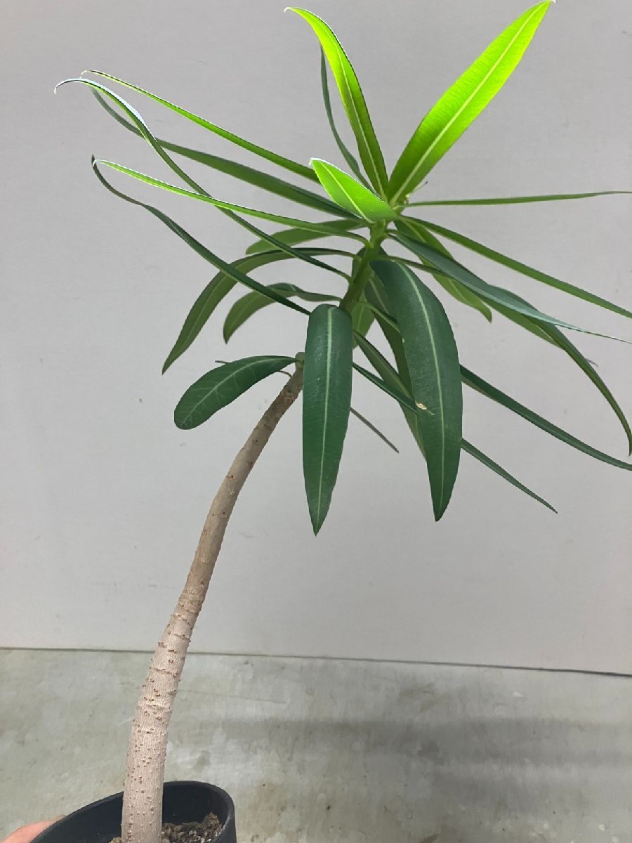 ユ296 【多肉植物・実生】ユーフォルビア リグノーサ【種から発芽 