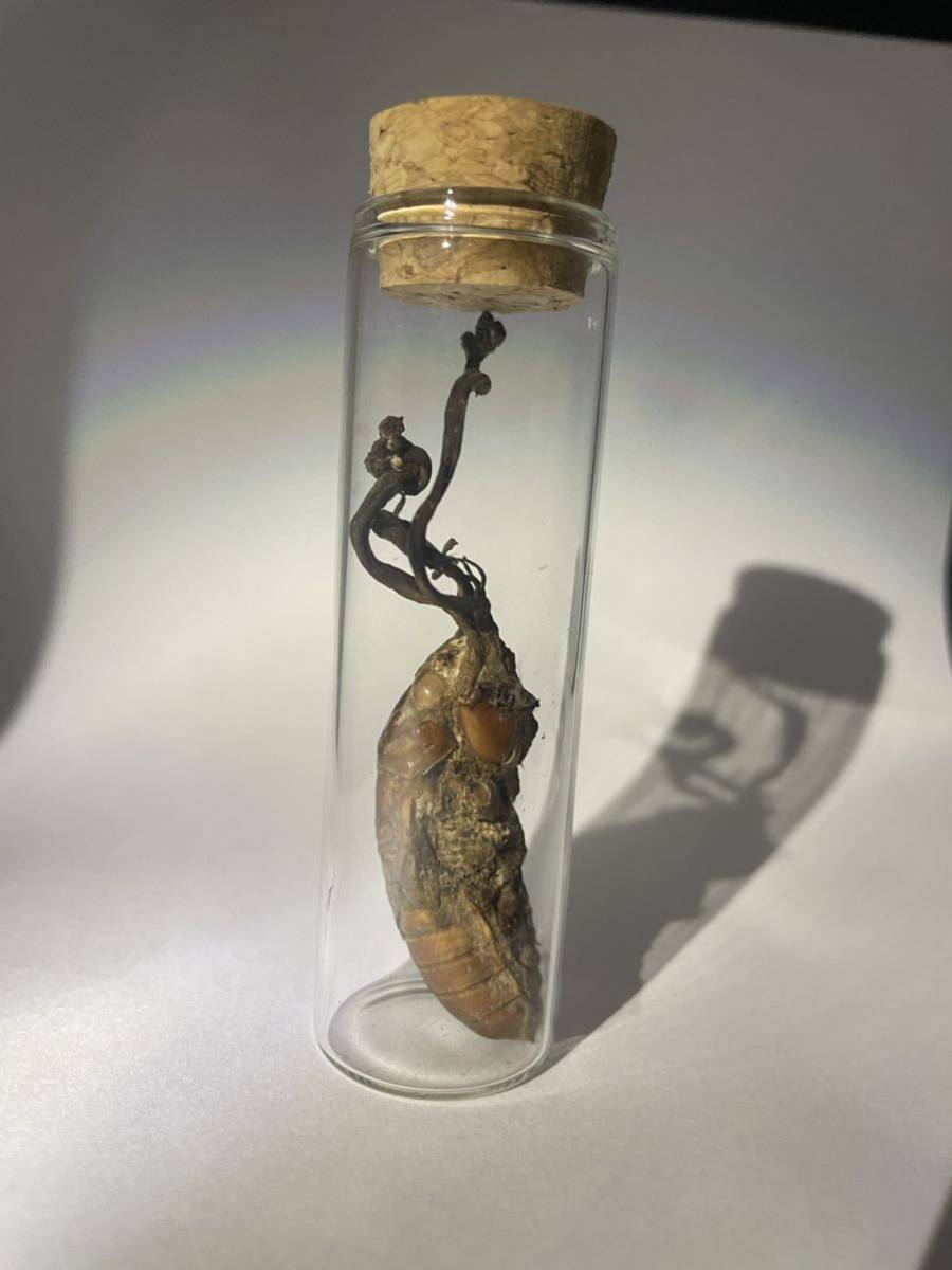 冬虫夏草等の標本 【公式通販】