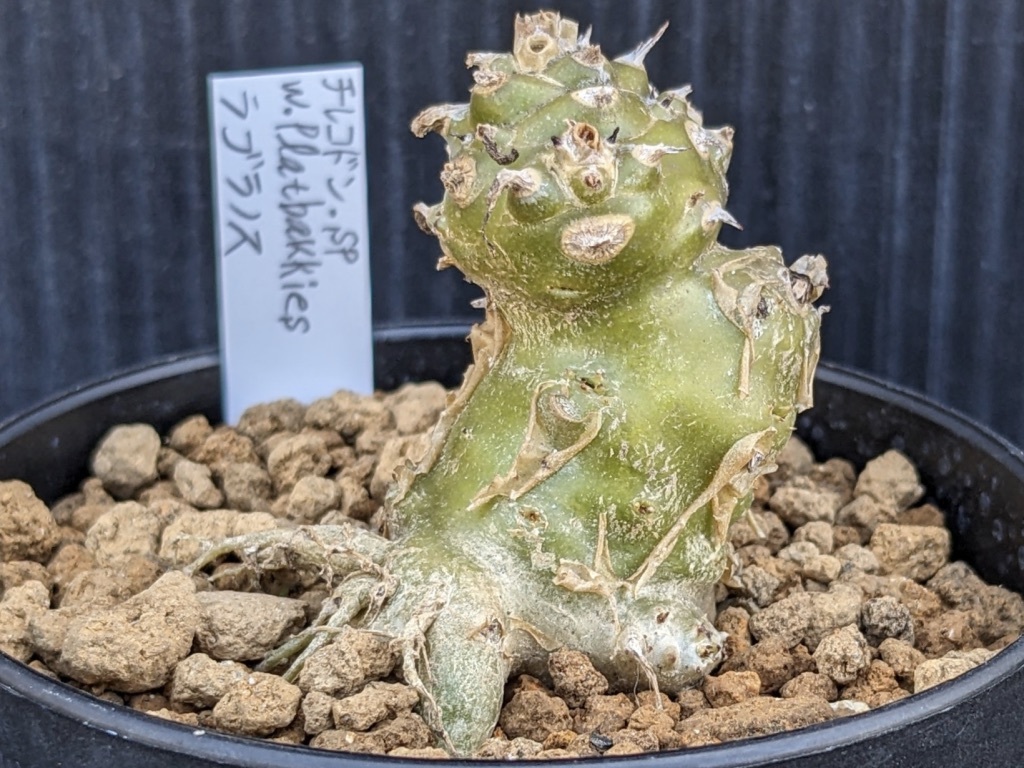 チレコドン・ラブラノス 希少 大株 チレコドン ラブラノス 冬型植物