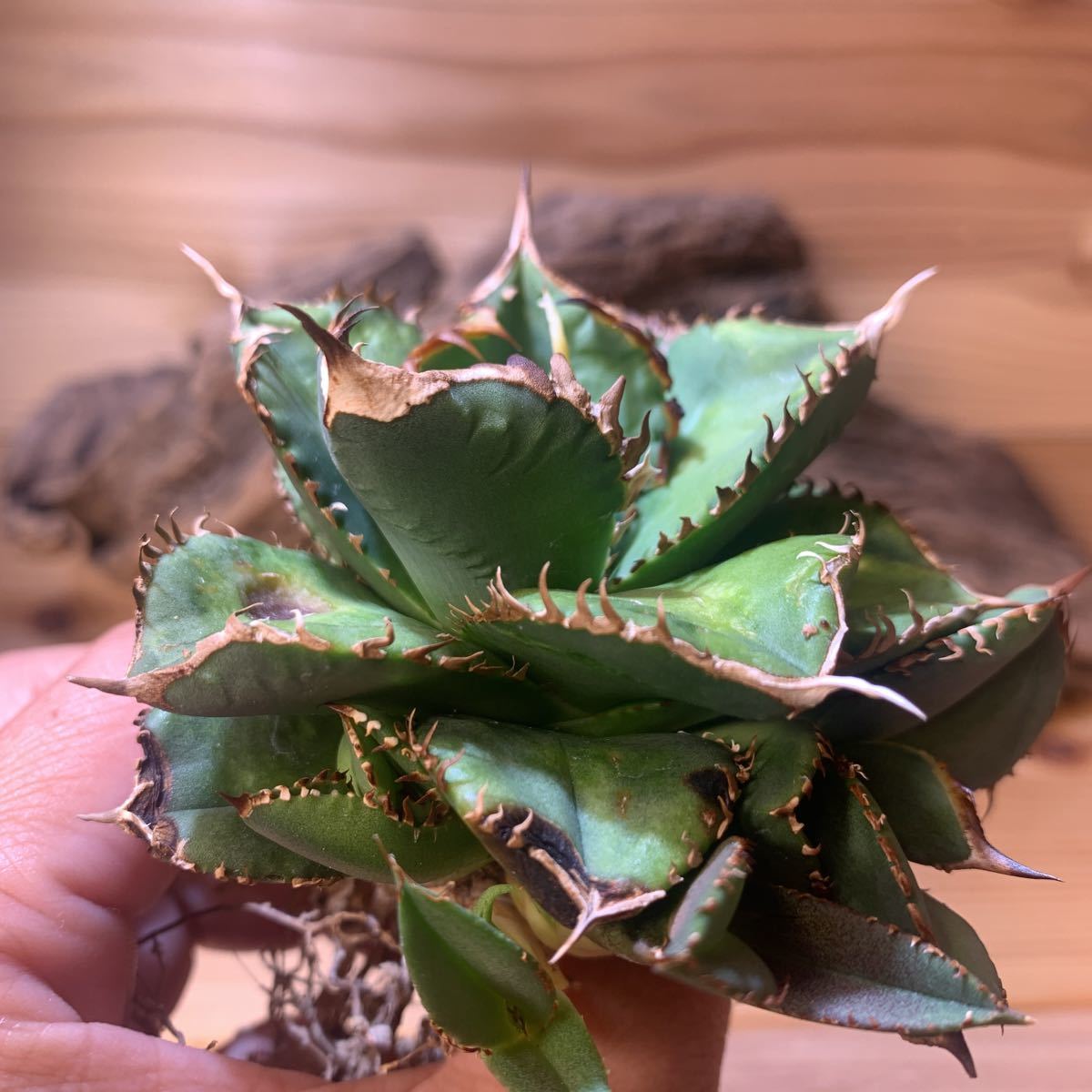 アガベ チタノタ CJ Special CJ9 清櫻タイプ 子株 【公式通販】 Agave