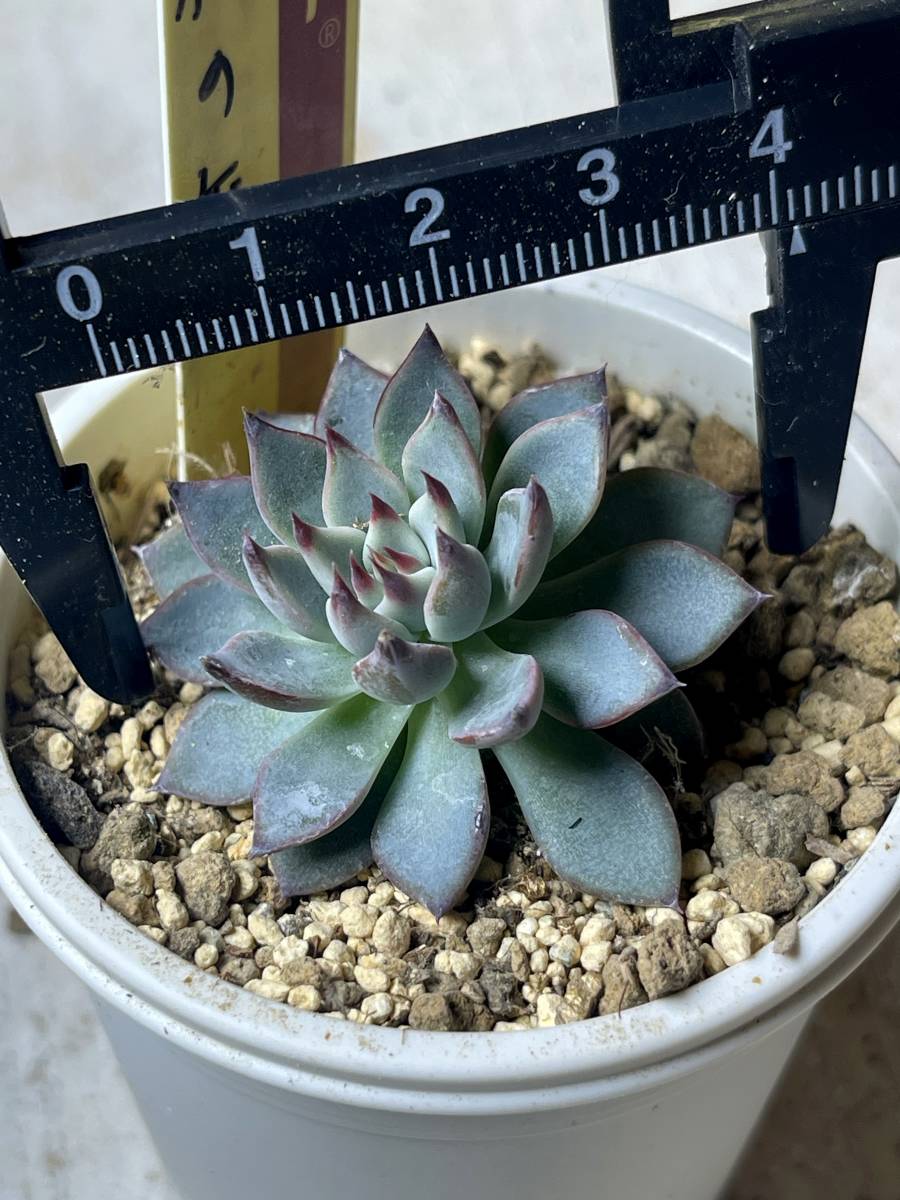 3号鉢　ちょこん　札付きポットごとメルカリ便おらいさん苗ミックスベリア 3号鉢 ちょこん札付きポットごとメルカリ便おらいさん苗ミックス