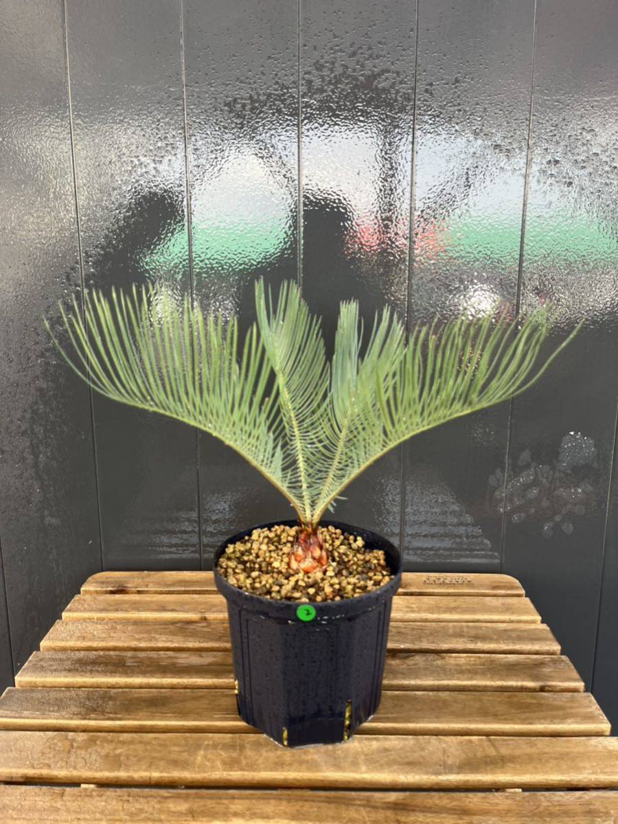 9 サイカス カイルンシアナ オーストラリア産 赤肌 【公式通販】