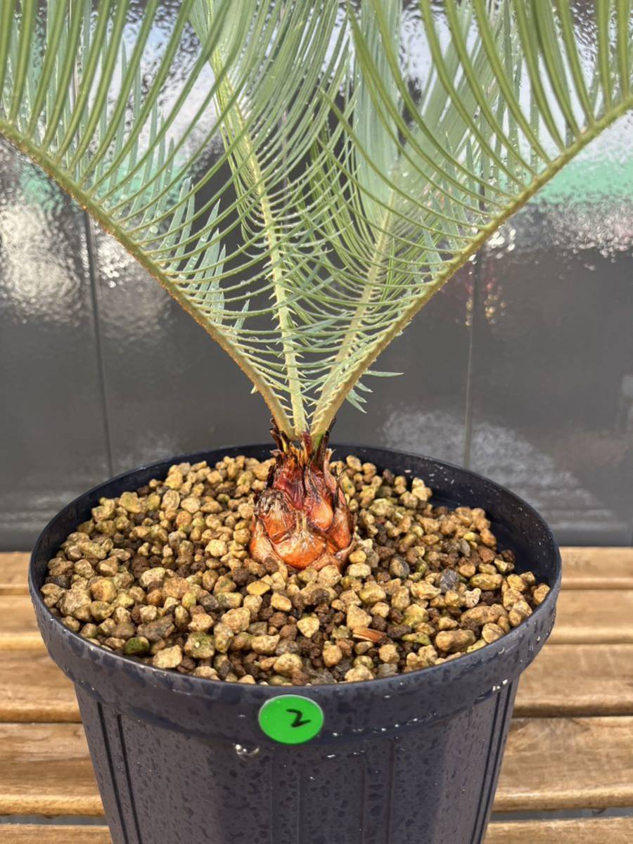 6 サイカス カイルンシアナ オーストラリア産 赤肌 【公式通販】