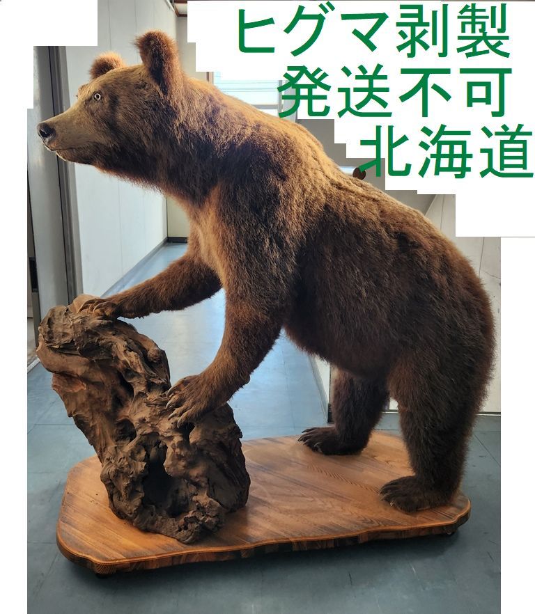 美品【ヒグマの牙2本セット】熊 羆 クマ 歯 牙 骨格 標本 頭骨