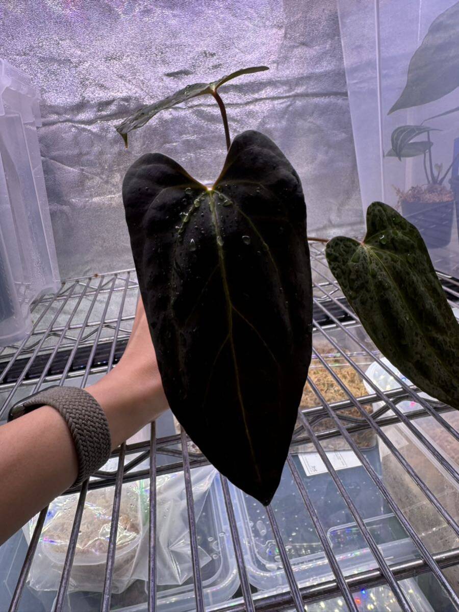 未使用に近い】【Anthuroom】(select)Anthurium Black Ghost from