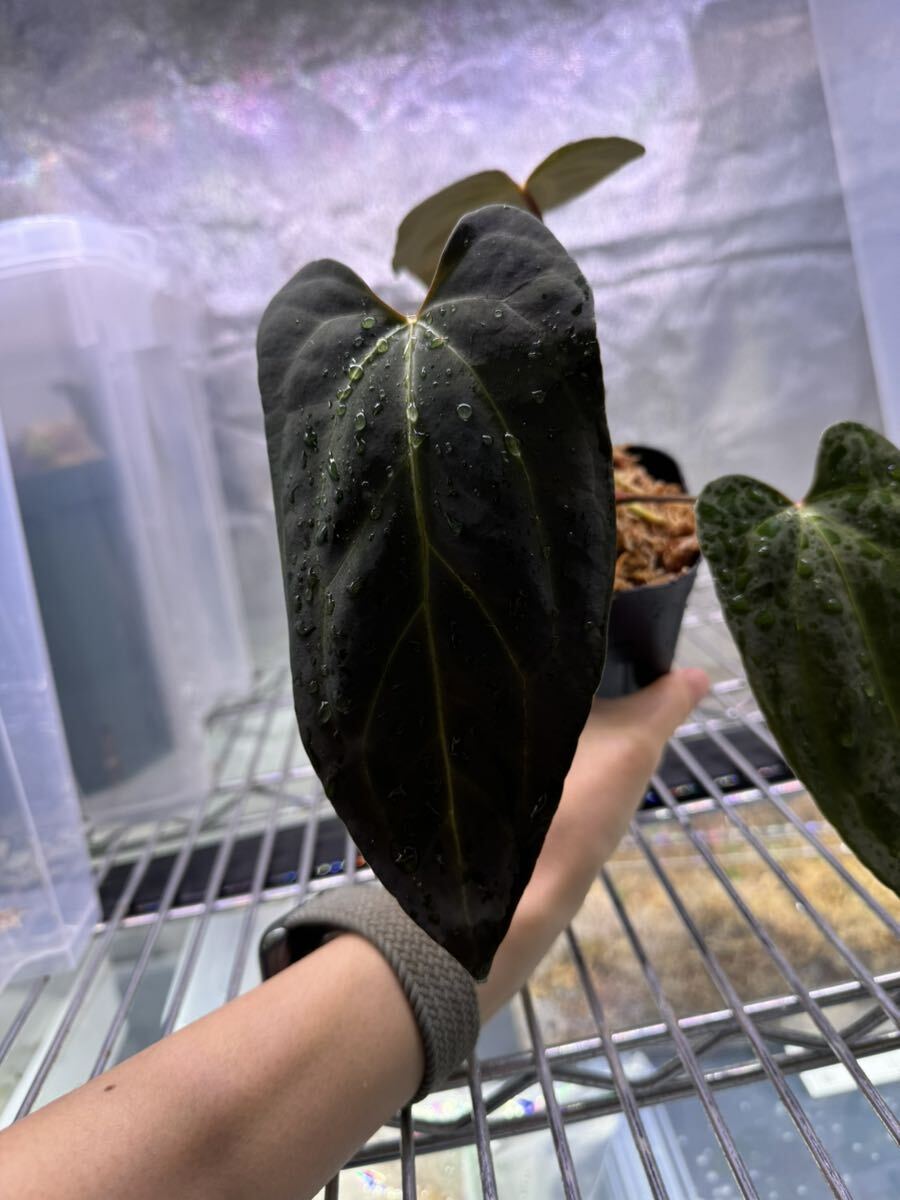 【週末セール】Anthurium 'ロムズブラック'実生 週末セール】Anthurium 'ロムズブラック'実生 【公式通販】