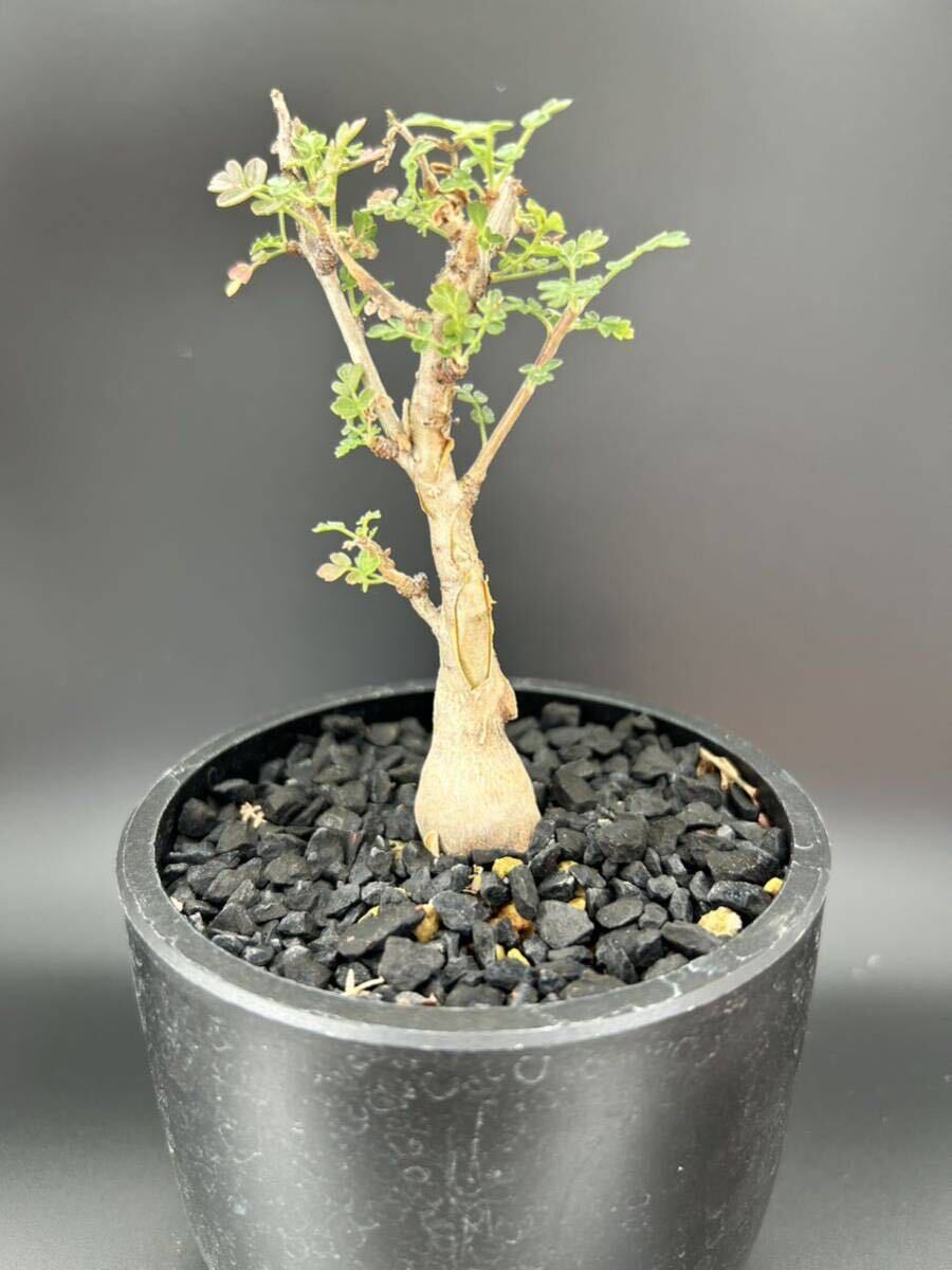 F パキコルムスディスカラー　象の木　実生株 パキコルムス ディスカラー 