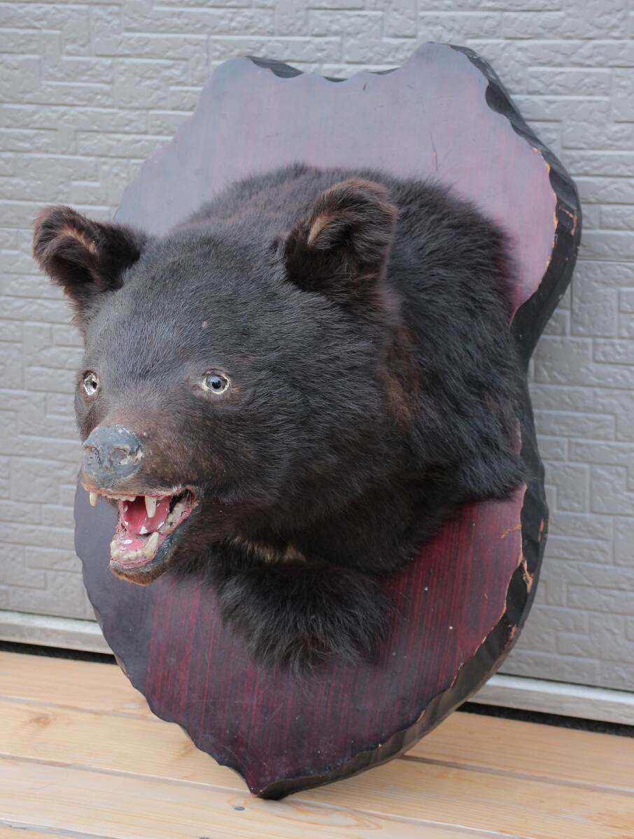 傷や汚れあり】熊 ツキノワグマの頭 くま クマ 頭 剥製 飾り