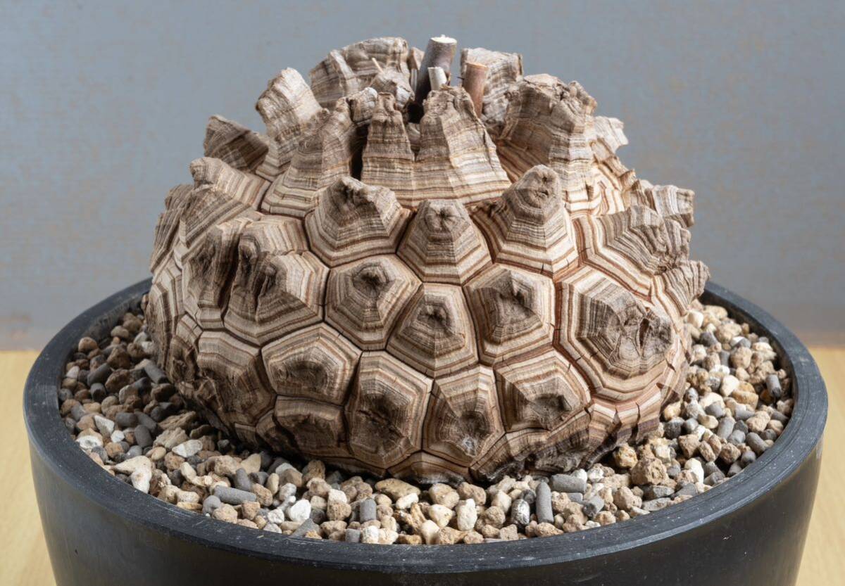 アフリカ 亀甲竜 Dioscorea elephantipes 長谷川園芸