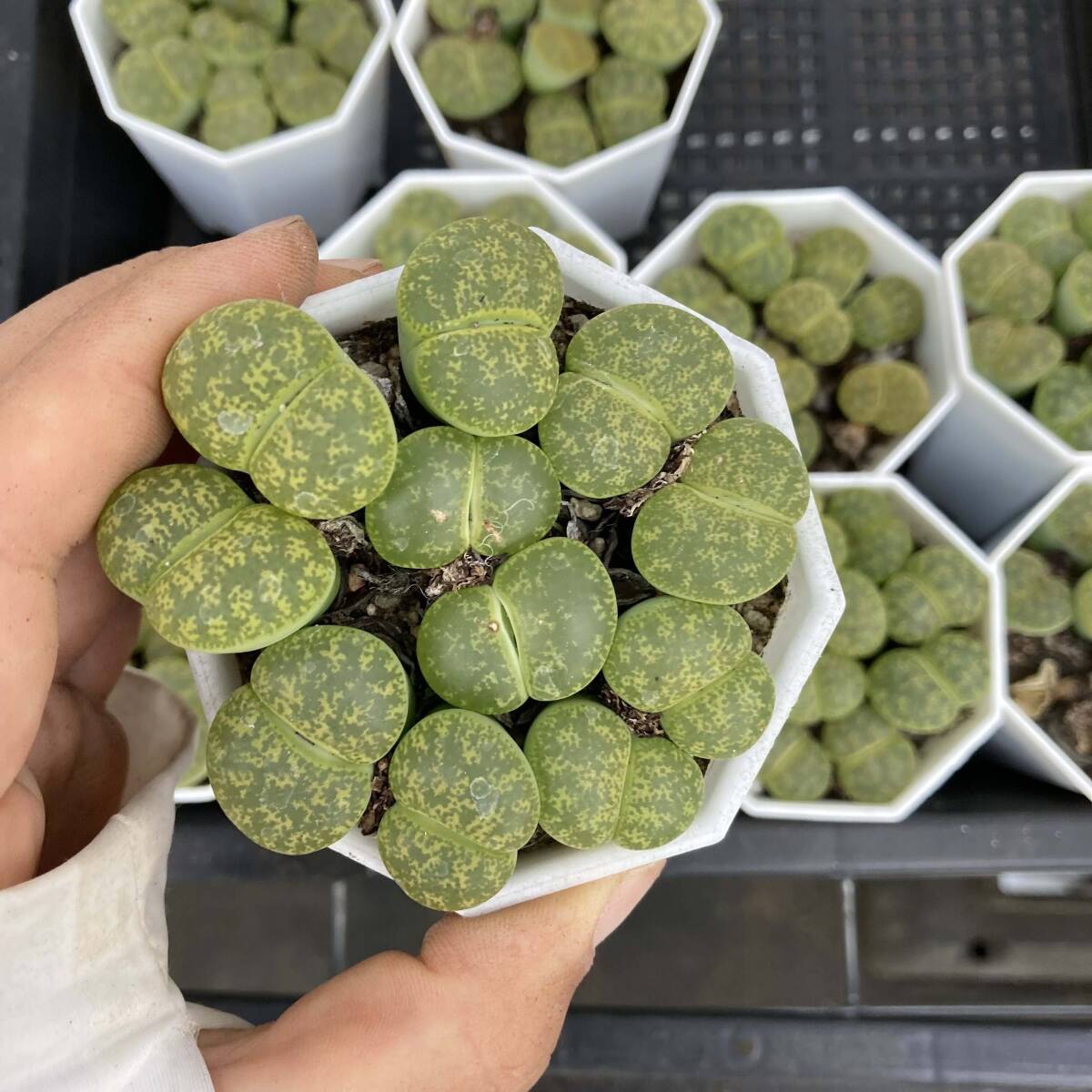 多肉植物 リトープス大玉 日輪玉 抜き苗 組立てる