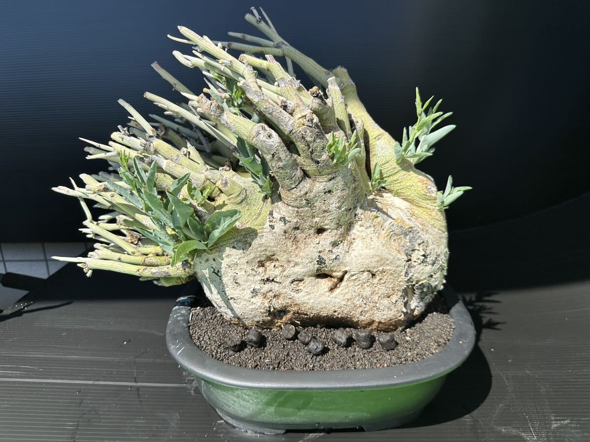 アデニア ペチュエリー 挿木 発根済み A-1 コーデックス 塊根植物 多肉