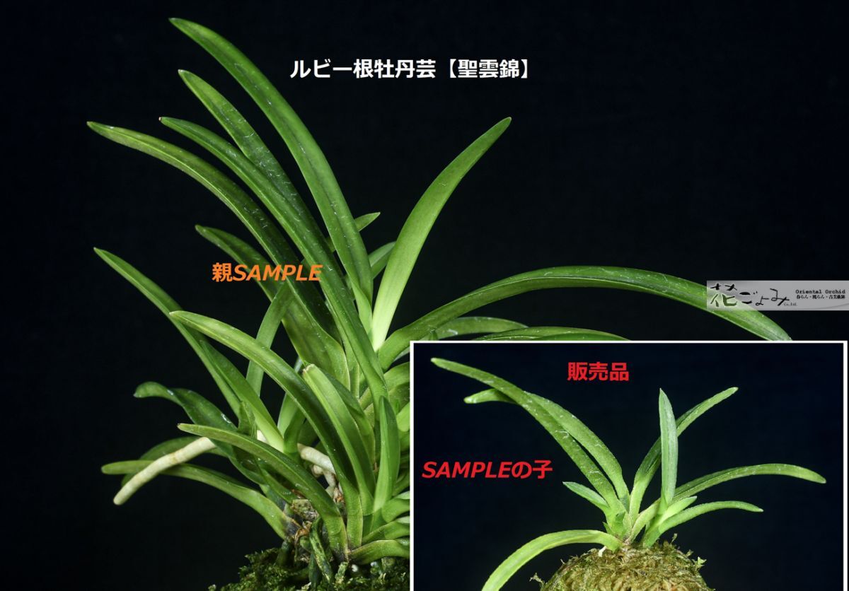 NAO富貴蘭　「太平丸」　大型豆葉　ルビー根　 ＲＪ；富貴蘭、長生蘭富貴蘭＝金淀玉葉の１本立ち；豆葉で