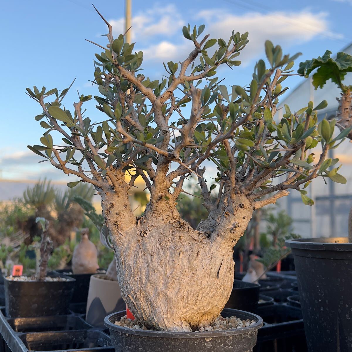 フォークイエリア コルムナリス 観峰玉 実生 2月入荷 50粒+ フォークイ