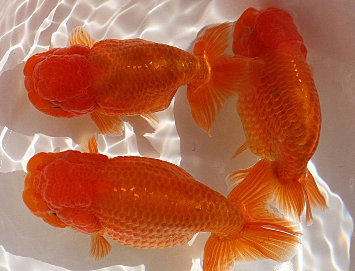 小澤らんちゅう当歳魚委託販売御手洗氏 らんちゅう育てた当歳魚を山田芳人さんにみてもらいました!!　 | 2023年11月下旬