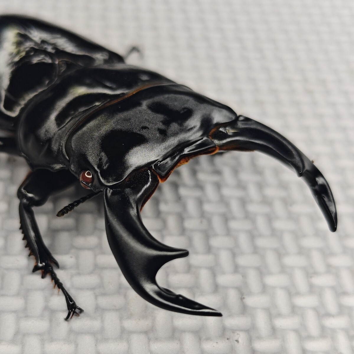 インドアンタエウスオオクワガタ ガントク産89,1ミリペア